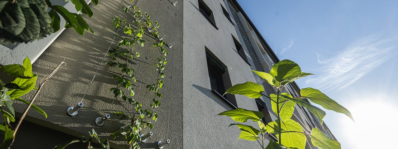 Végétaliser sa façade